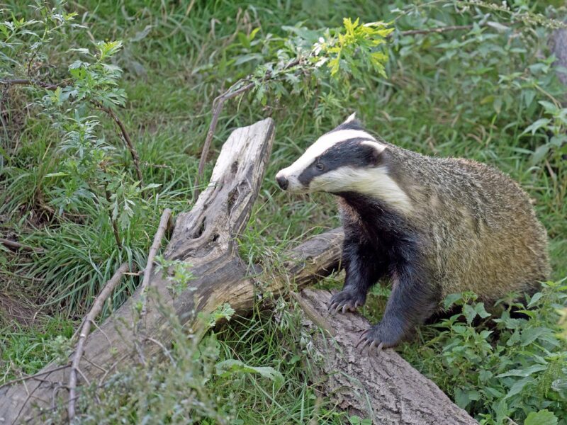 Am I a deluded attention-seeker? Why I’m running the London Marathon dressed as a badger